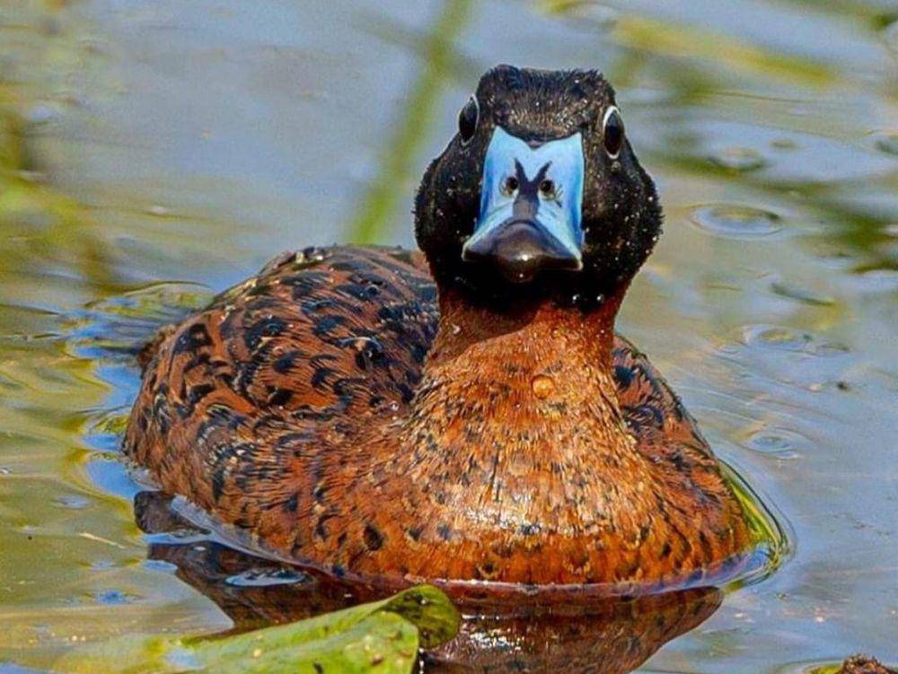 masked duck (instagram.com/hitochan8917)