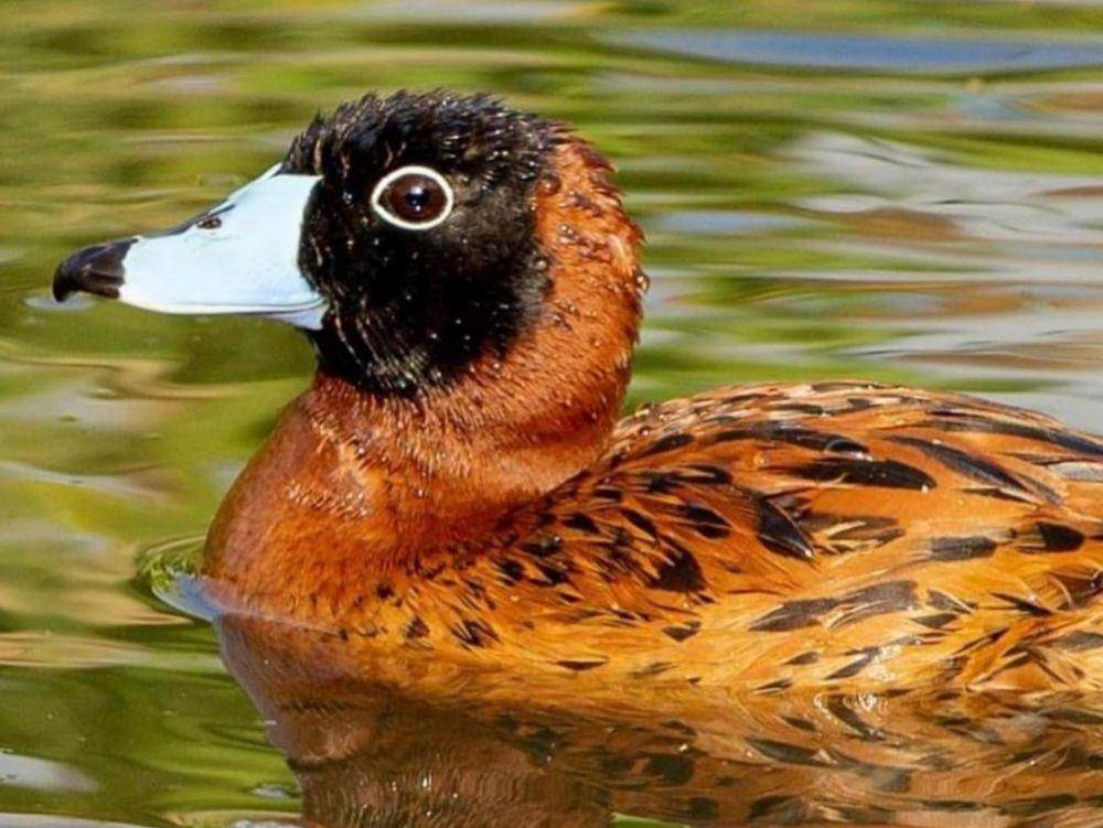 masked duck (instagram.com/hitochan8917)