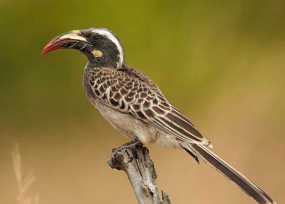 5 Fakta African Grey Hornbill, Spesies Rangkong yang Hidup di Afrika