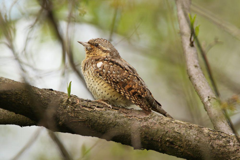 5 Fakta Eurasian Wryneck, Berperilaku seperti Ular saat Terancam