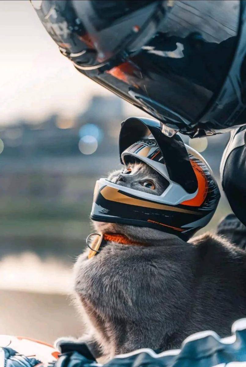 foto lucu kucing pakai helm (reddit.com/RightsTrident)
