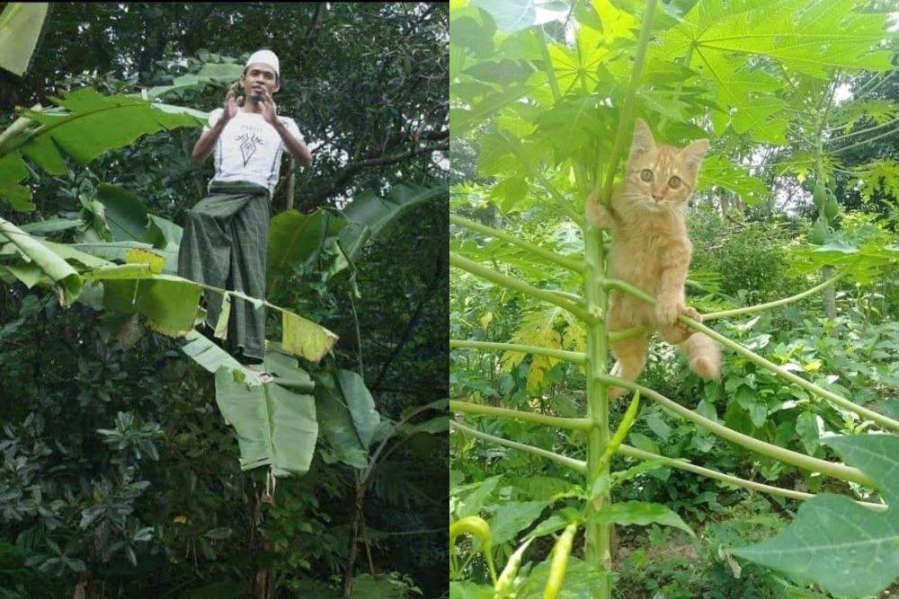 7 Foto Lucu Definisi Naik Daun, Kebelet Pengen Terkenal, nih?