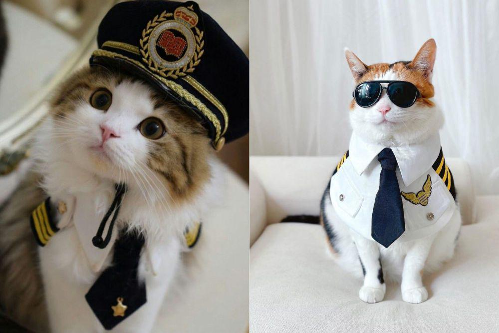 7 Foto Lucu Kucing Jadi Pilot, Gagah Pakai Seragam dan Naik Pesawat