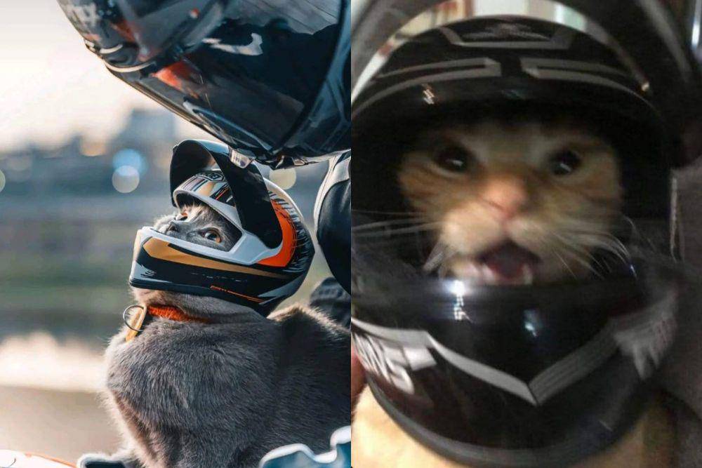 kolase foto lucu kucing pakai helm (reddit.com/RightsTrident I x.com/gatinarios)
