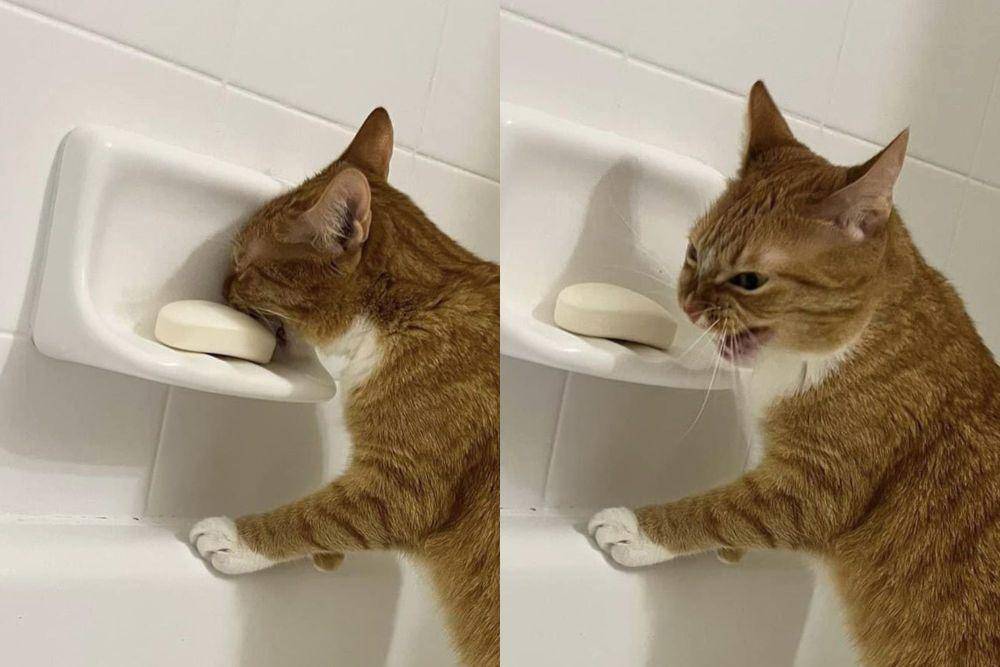 aksi random kucing oren di kamar mandi (x.com/obsidianfawn)