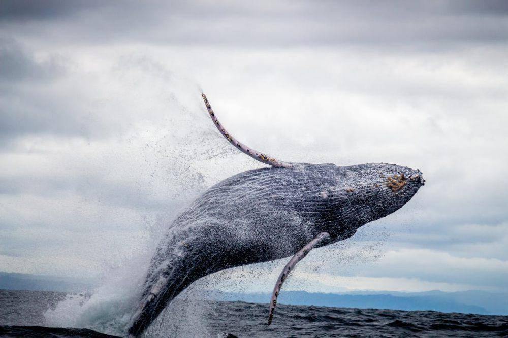 foto hanya ilustrasi (pexels.com/Silvana Palacios)
