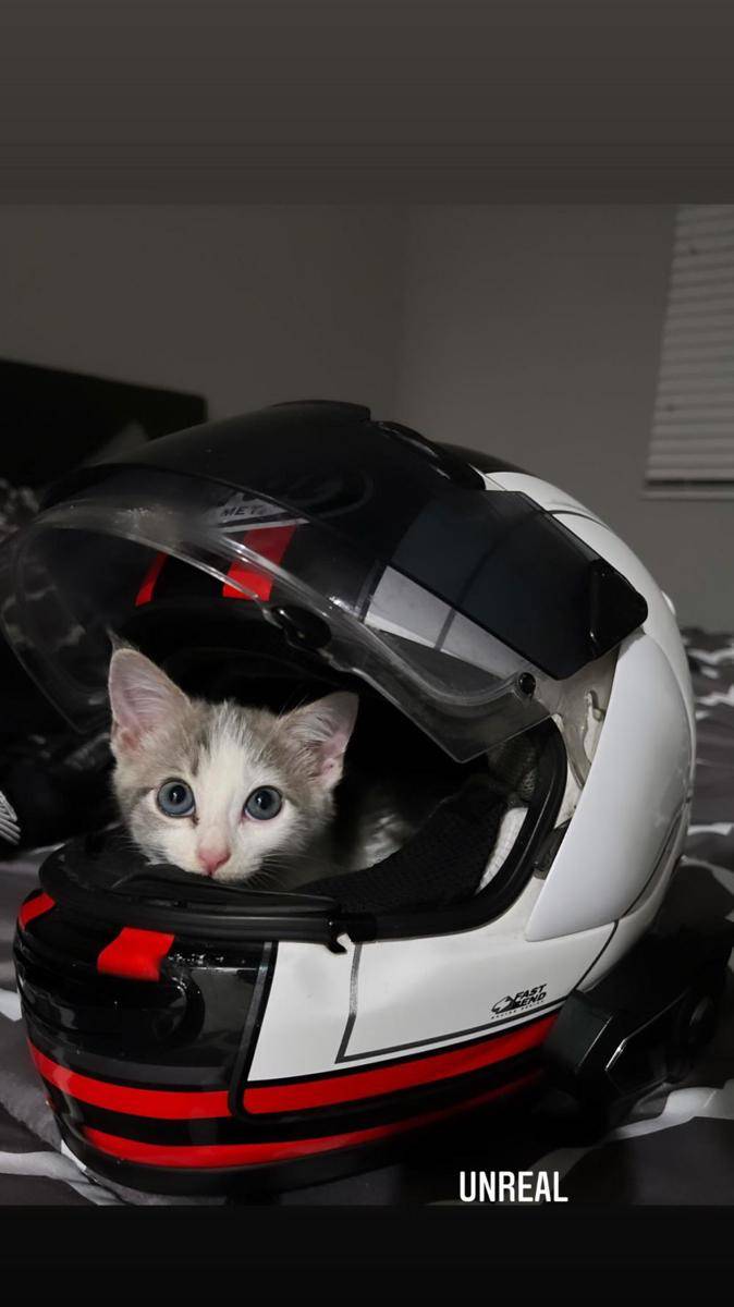 foto lucu kucing pakai helm (reddit.com/POTUS100)