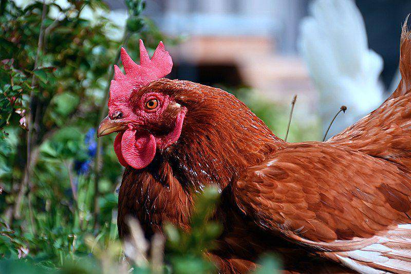Ilustrasi ayam jantan (commons.m.wikimedia.org/SimonWaldheer)