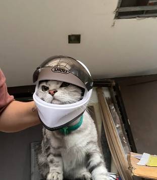 foto lucu kucing pakai helm (reddit.com/Agreeable_Error_5485)