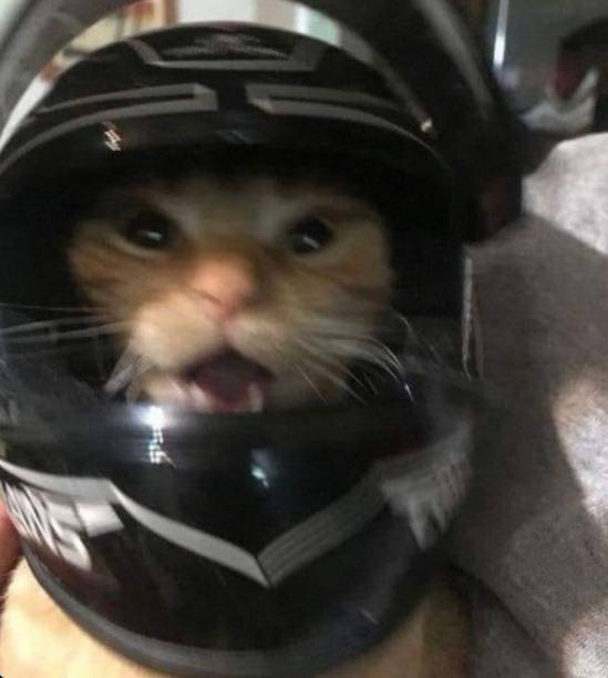foto lucu kucing pakai helm (x.com/gatinarios)