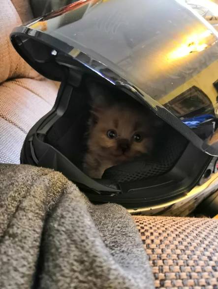 foto lucu kucing pakai helm (reddit.com/deleted)