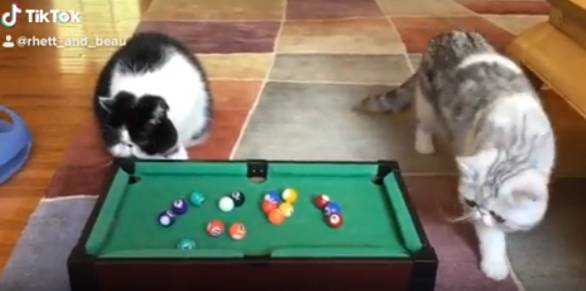 foto lucu main biliard (reddit.com/rhettnfriends)