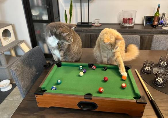 foto lucu main biliard (reddit.com/Syrinxcs)