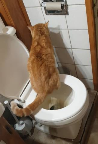 aksi random kucing oren di kamar mandi (reddit.com/TheDarren87)