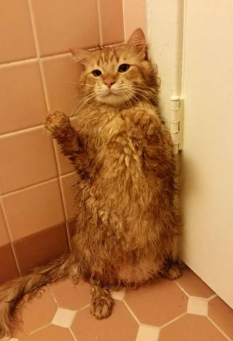 aksi random kucing oren di kamar mandi (reddit.com/tank1182)