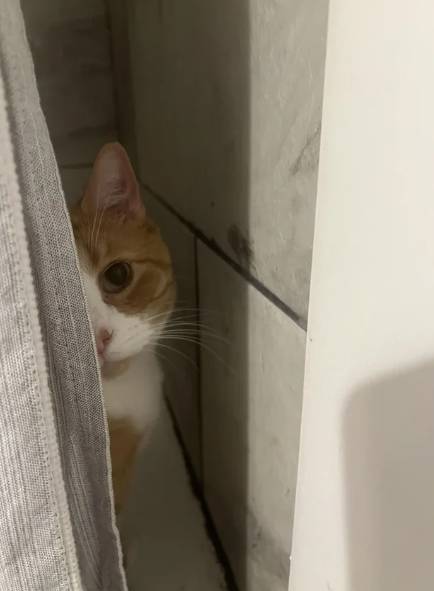 aksi random kucing oren di kamar mandi (reddit.com/henitRains79)