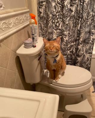 aksi random kucing oren di kamar mandi (reddit.com/heheitcece)