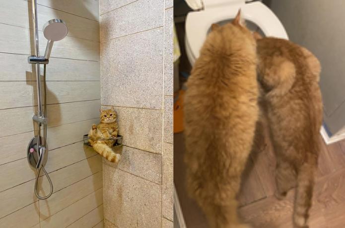 9 Aksi Random Kucing Oren di Kamar Mandi, Mojok sampai Cek WC