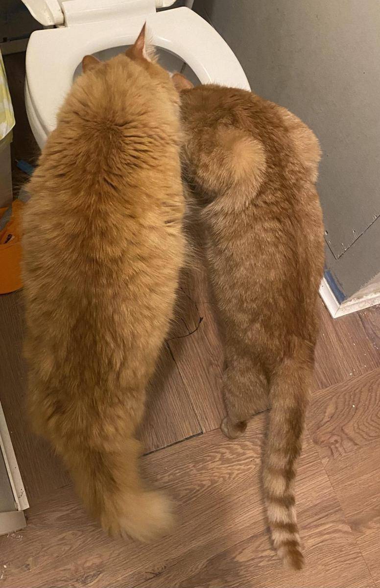 aksi random kucing oren di kamar mandi (reddit.com/AdMinute5233)