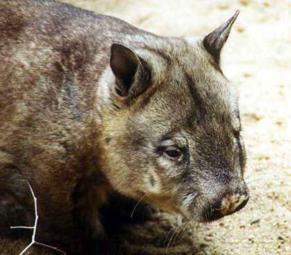 Northern hairy-nosed wombat (commons.m.wikimedia.org/Unknown)