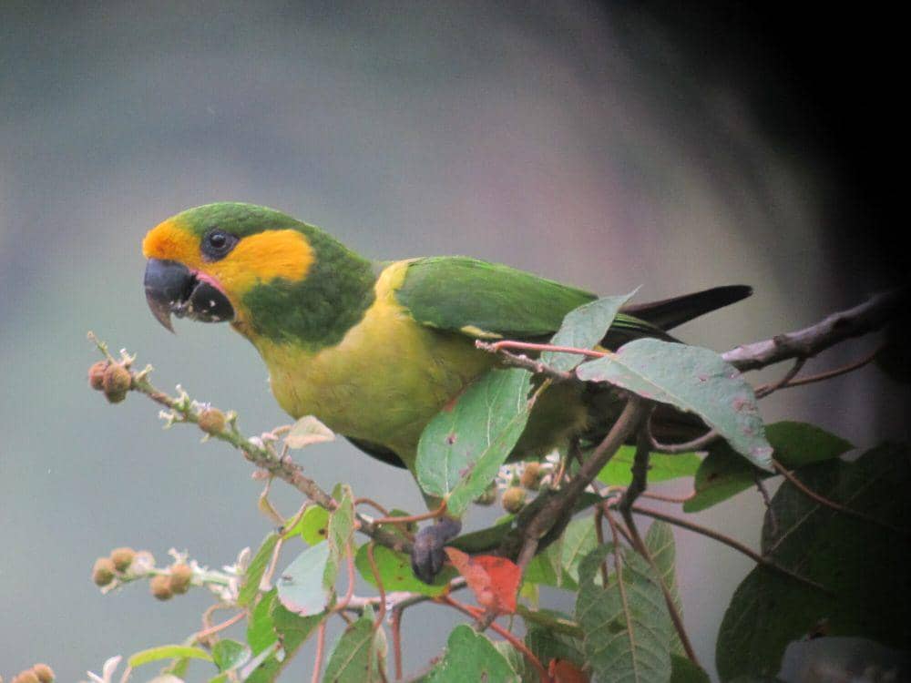 Yellow-eared parrot (commons.m.wikimedia.org/Felix Uribe)