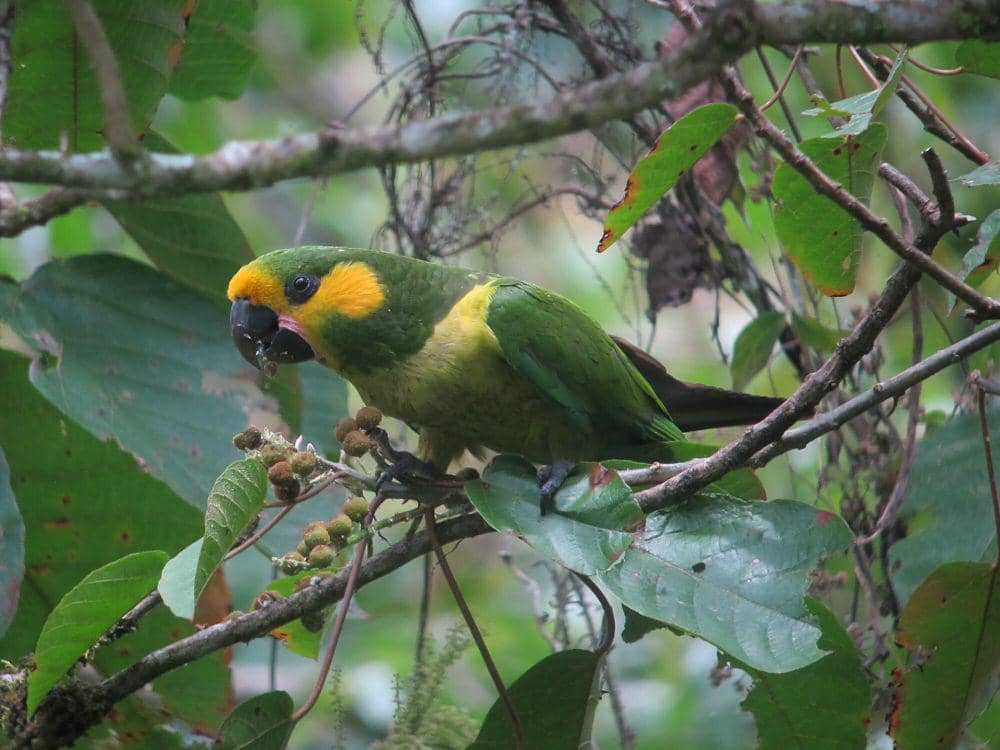 Kenali Yellow-eared Parrot, Banyak Upaya untuk Memullihkan Populasinya