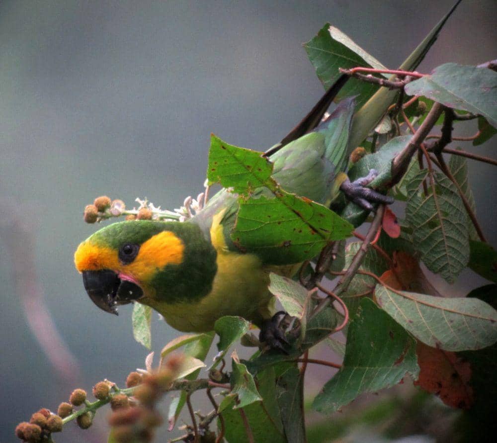 Yellow-eared parrot (commons.m.wikimedia.org/Felix Uribe)