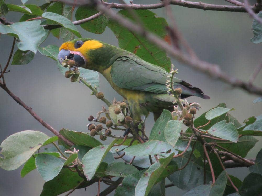 Yellow-eared parrot (commons.m.wikimedia.org/Felix Uribe)