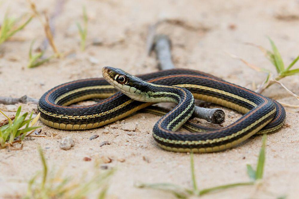 5 Ular dari Genus Thamnophis yang Tinggal di Meksiko