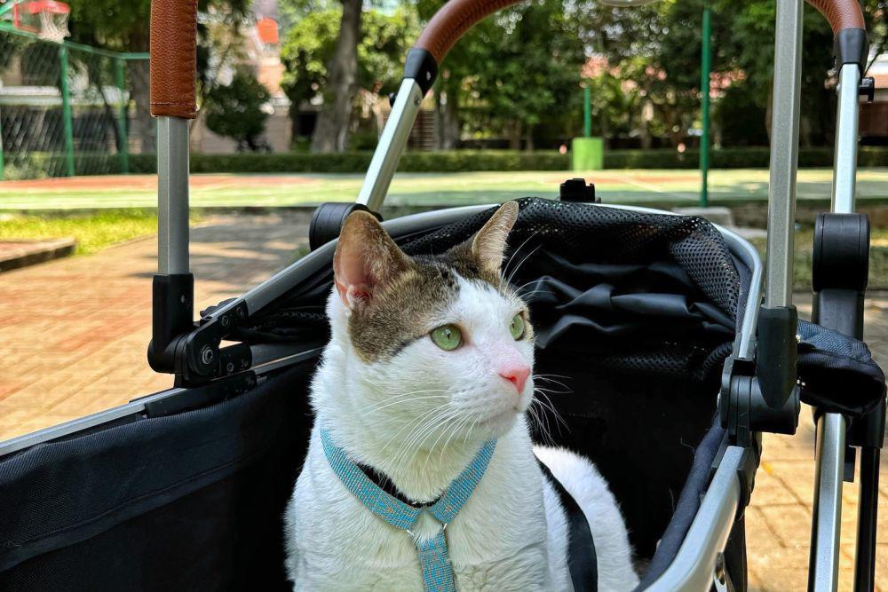 4 Rekomendasi Stroller Kucing, Kembar sama Bobby Kertanegara