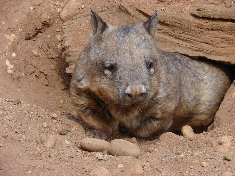northern hairy-nosed wombat (animalia.bio)