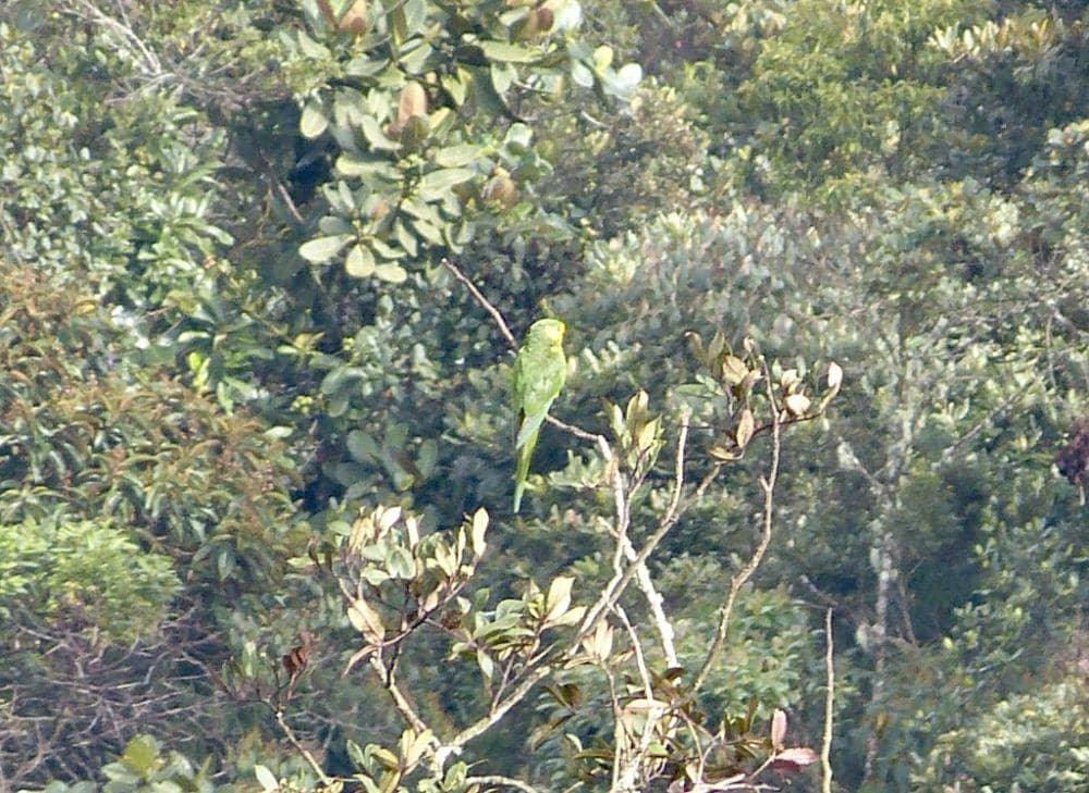 Yellow-eared parrot (inaturalist.org/Jean-Paul Boerekamps)