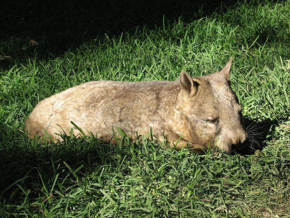 northern hairy-nosed wombat (animalia.bio)