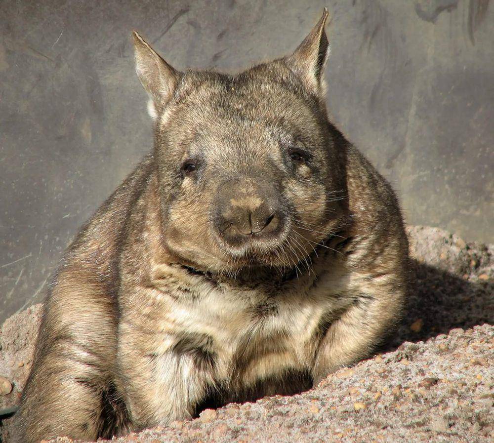 northern hairy-nosed wombat (animalia.bio)