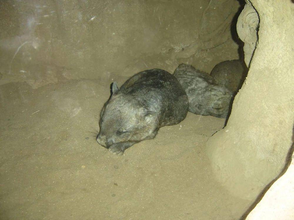 northern hairy-nosed wombat (animalia.bio)