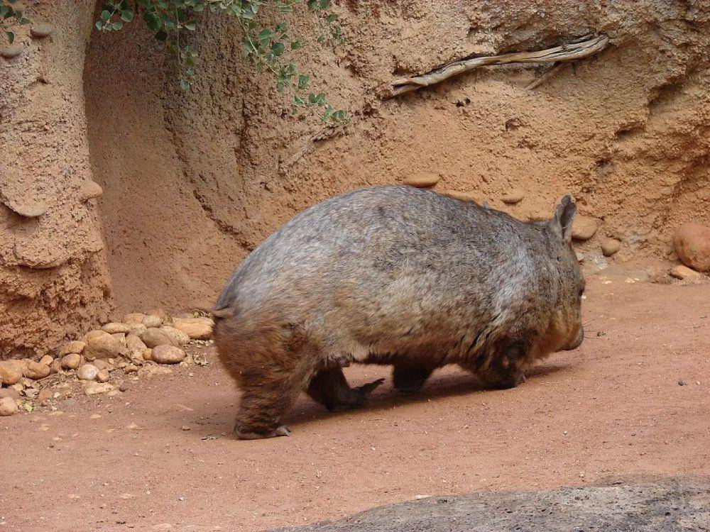 northern hairy-nosed wombat (animalia.bio)