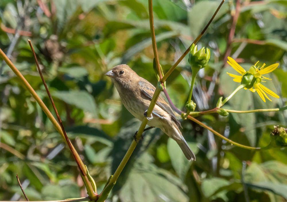 Indigo bunting (commons.m.wikimedia.org/Rhododendrites)