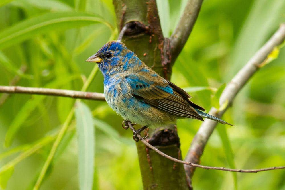 Indigo bunting (commons.m.wikimedia.org/Frank Schulenburg)