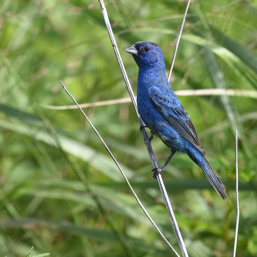 Indigo bunting (commons.m.wikimedia.org/Iwolfartist)
