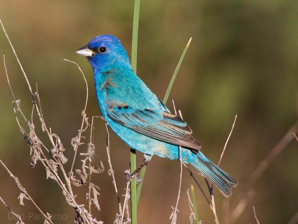5 Fakta Menarik Indigo Bunting, Hanya Jantan yang Bisa Bernyanyi!