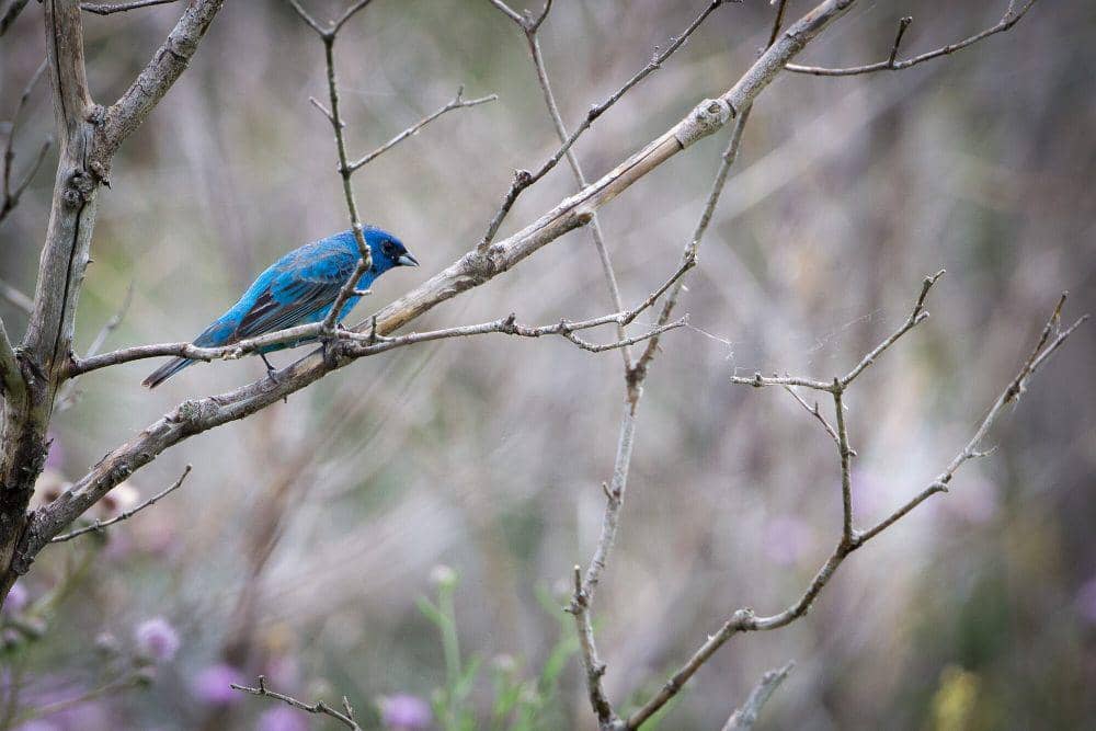 Indigo bunting (commons.m.wikimedia.org/Andrew C)