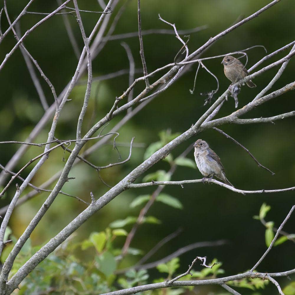 Indigo bunting (commons.m.wikimedia.org/Iwolfartist)