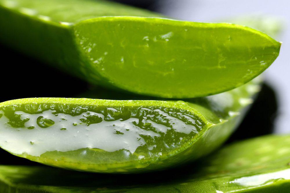 5 Resep Olahan Lidah Buaya yang Menyegarkan Kerongkongan