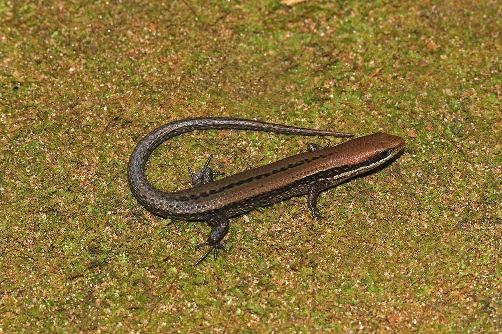 Mabuya asia (commons.wikimedia.org/David V Raju)