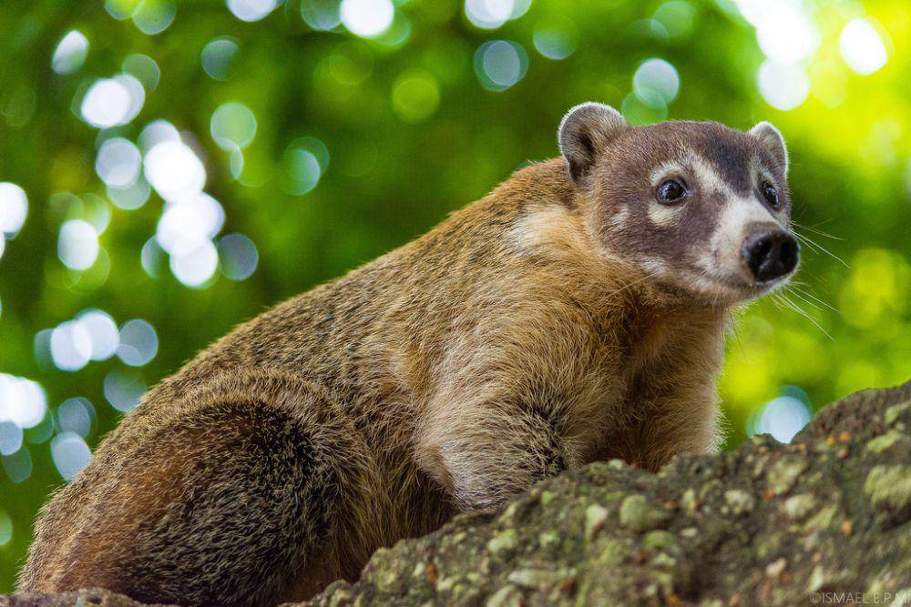 White-nosed coati (inaturalist.org/Ismael EPM)