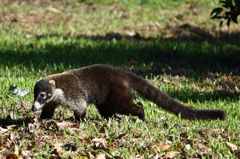 White-nosed coati (inaturalist.org/Norman Salazar Arguedas)