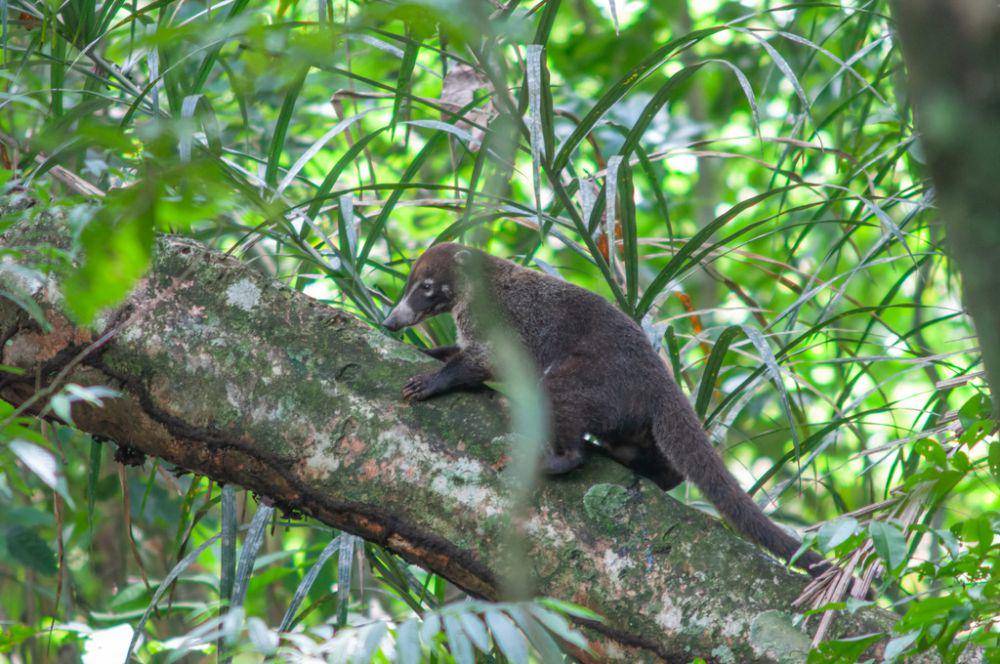 White-nosed coati (inaturalist.org/Jorge I. Merchan Mayorga)
