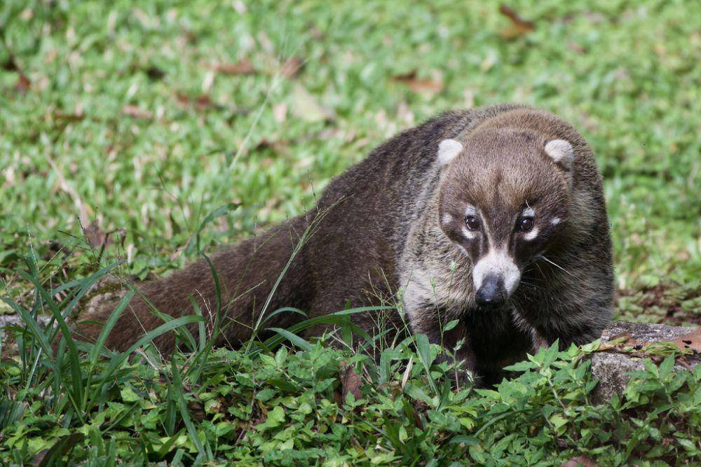 White-nosed coati (inaturalist.org/Dario Taraborelli)