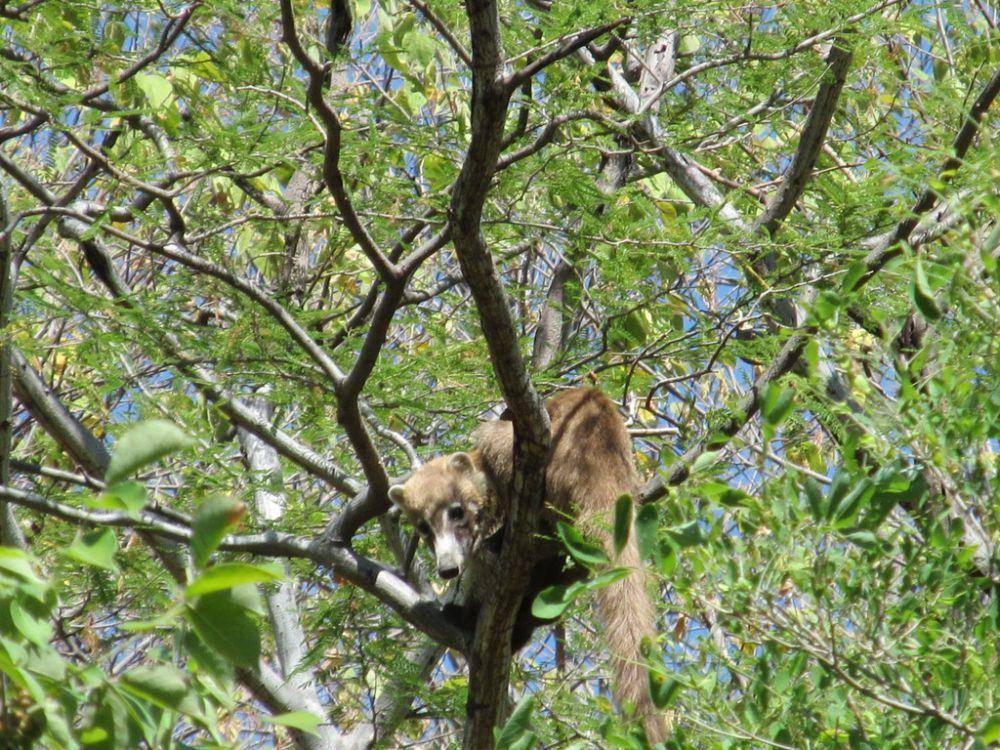 White-nosed coati (inaturalist.org/Tereka Lasso)