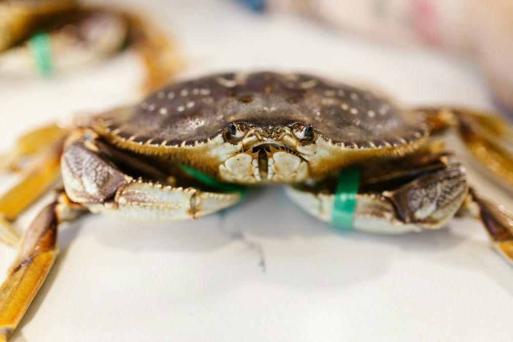 7 Tips Memilih Kepiting yang Segar dan Dagingnya Banyak